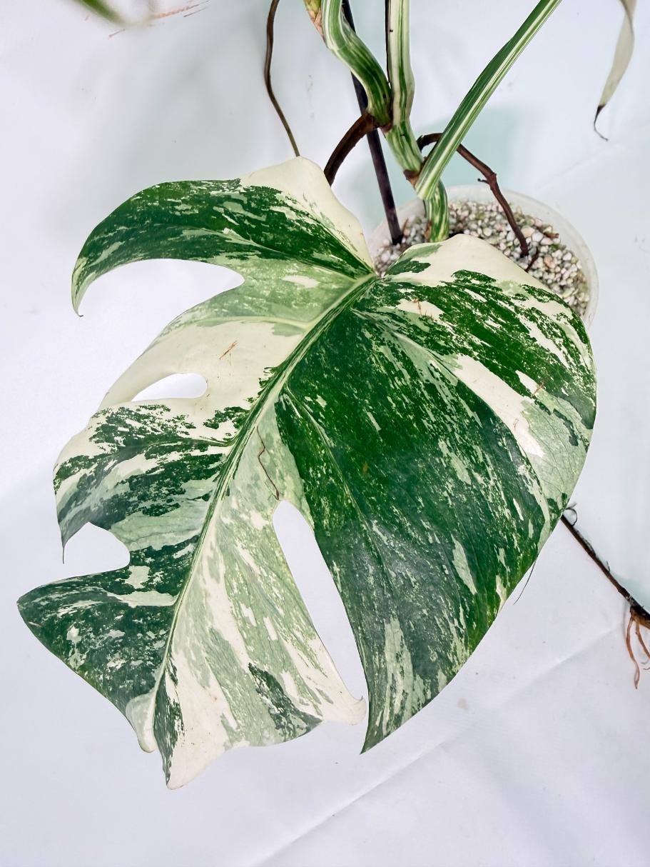 Monstera Albo Variegata XL 09
