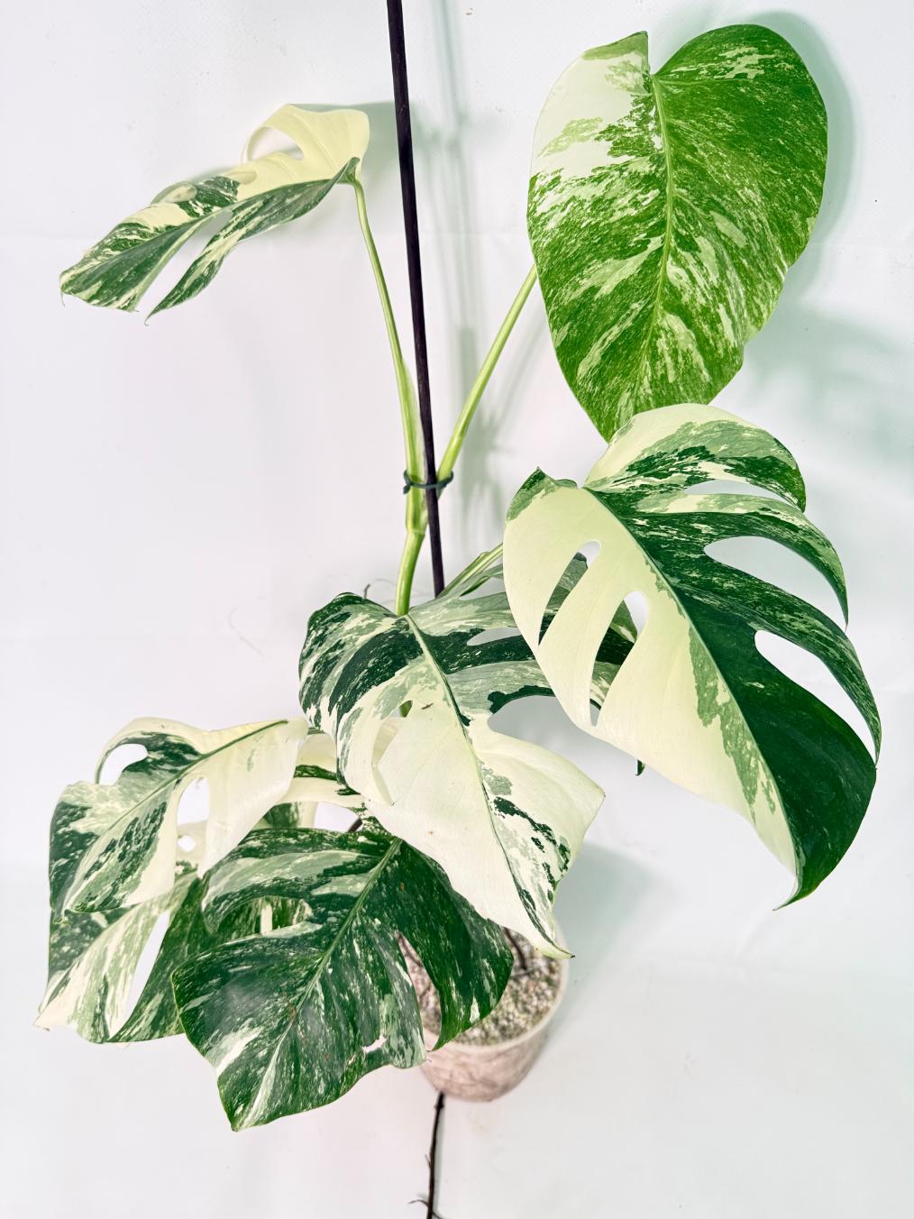 Monstera Albo Variegata XL 10