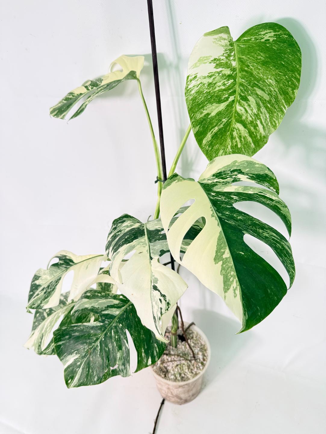 Monstera Albo Variegata XL 11