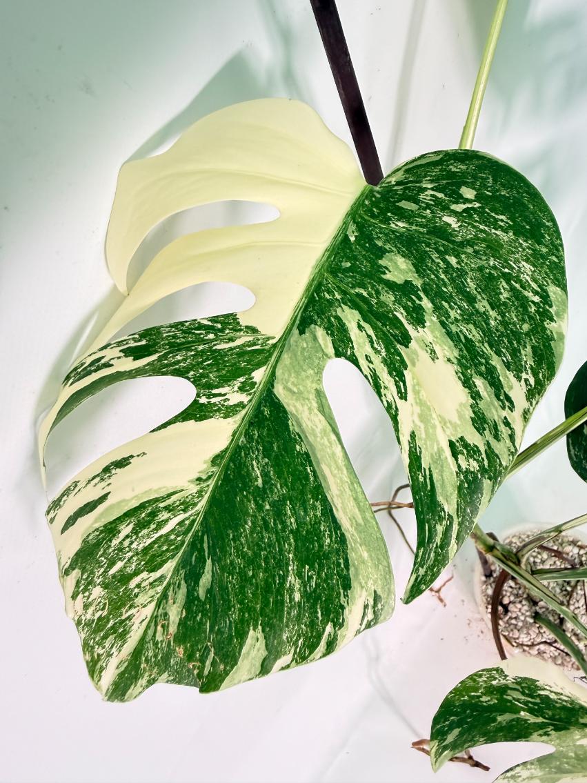 Monstera Albo Variegata XL 12