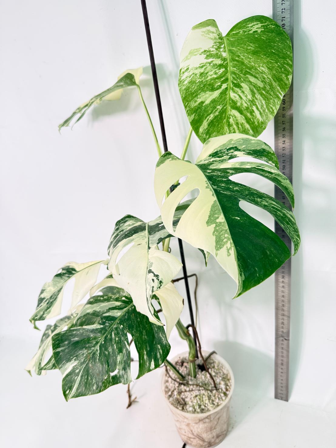 Monstera Albo Variegata XL 13