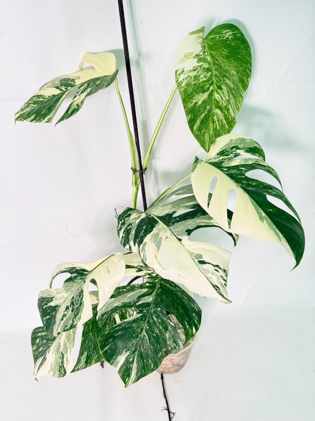 Monstera Albo Variegata XL 02