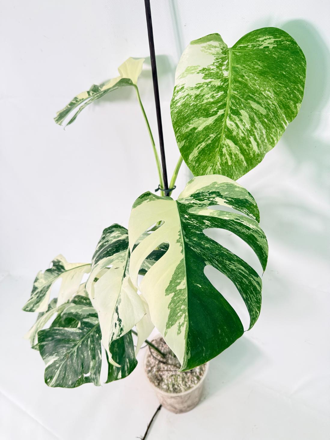 Monstera Albo Variegata XL 01