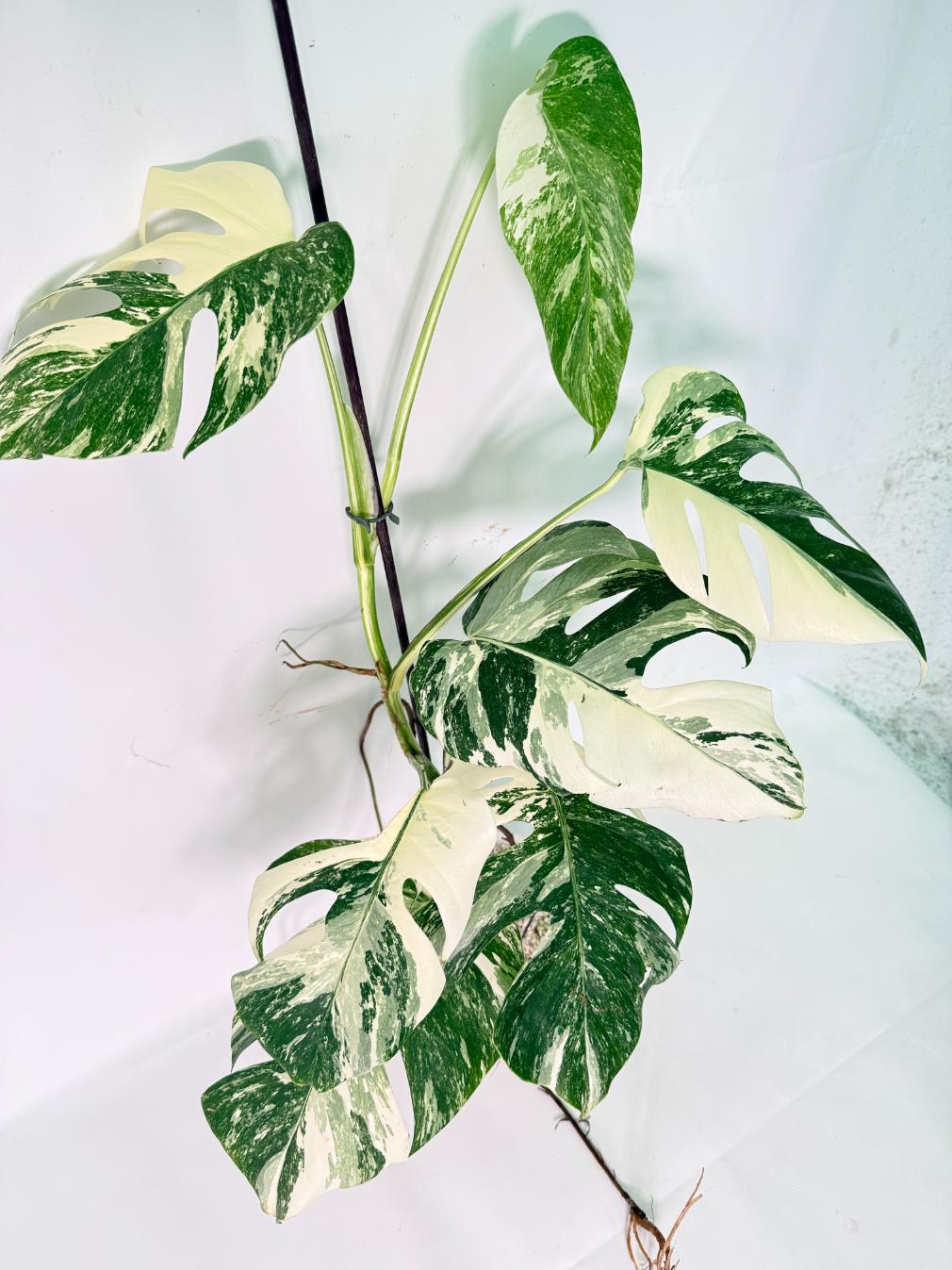 Monstera Albo Variegata XL 03