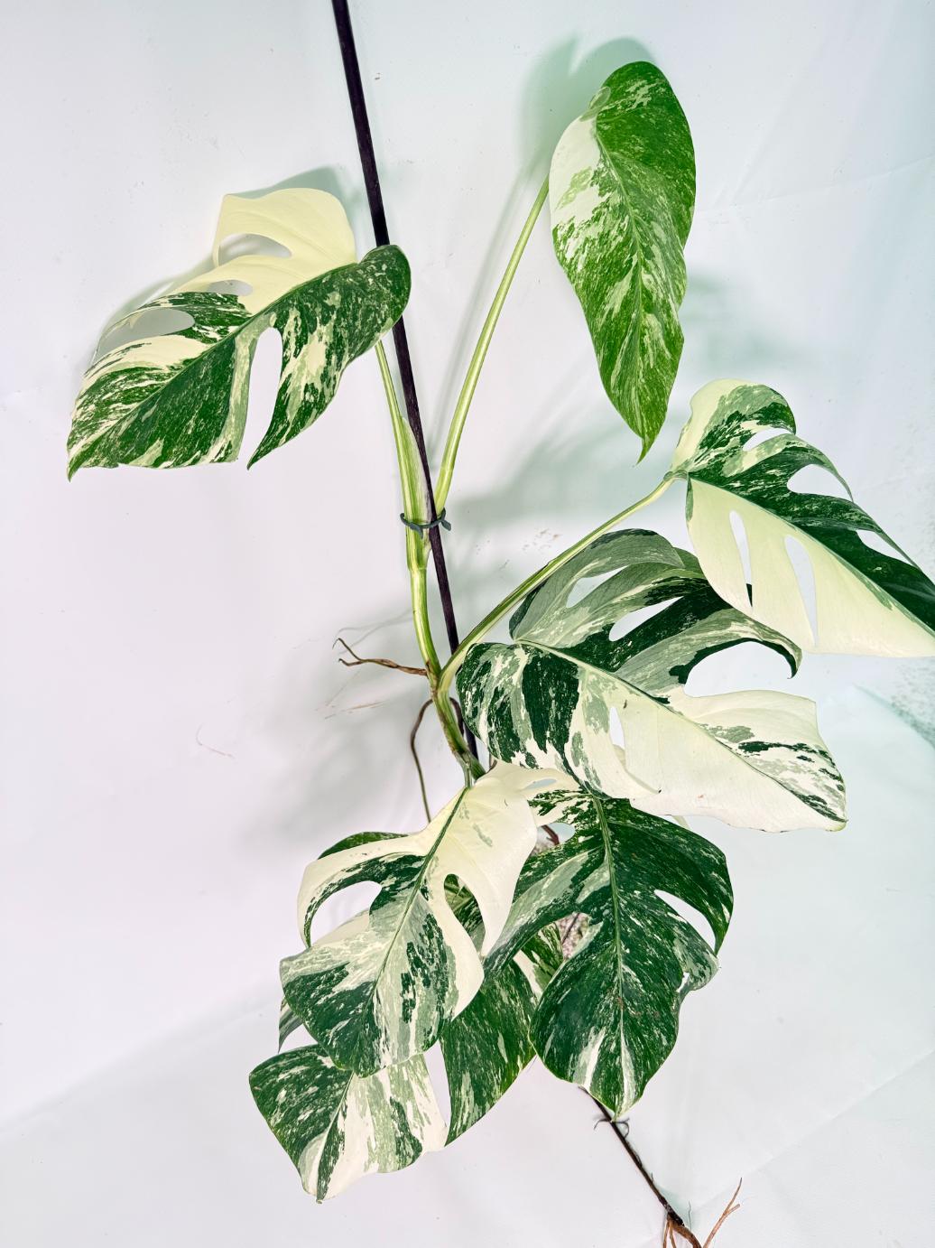 Monstera Albo Variegata XL 04