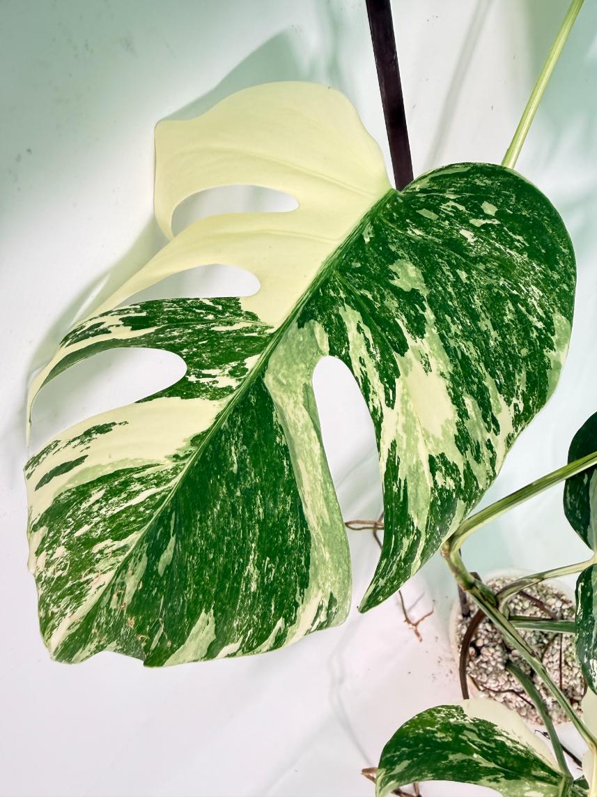 Monstera Albo Variegata XL 05