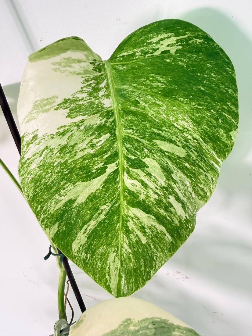 Monstera Albo Variegata XL 06