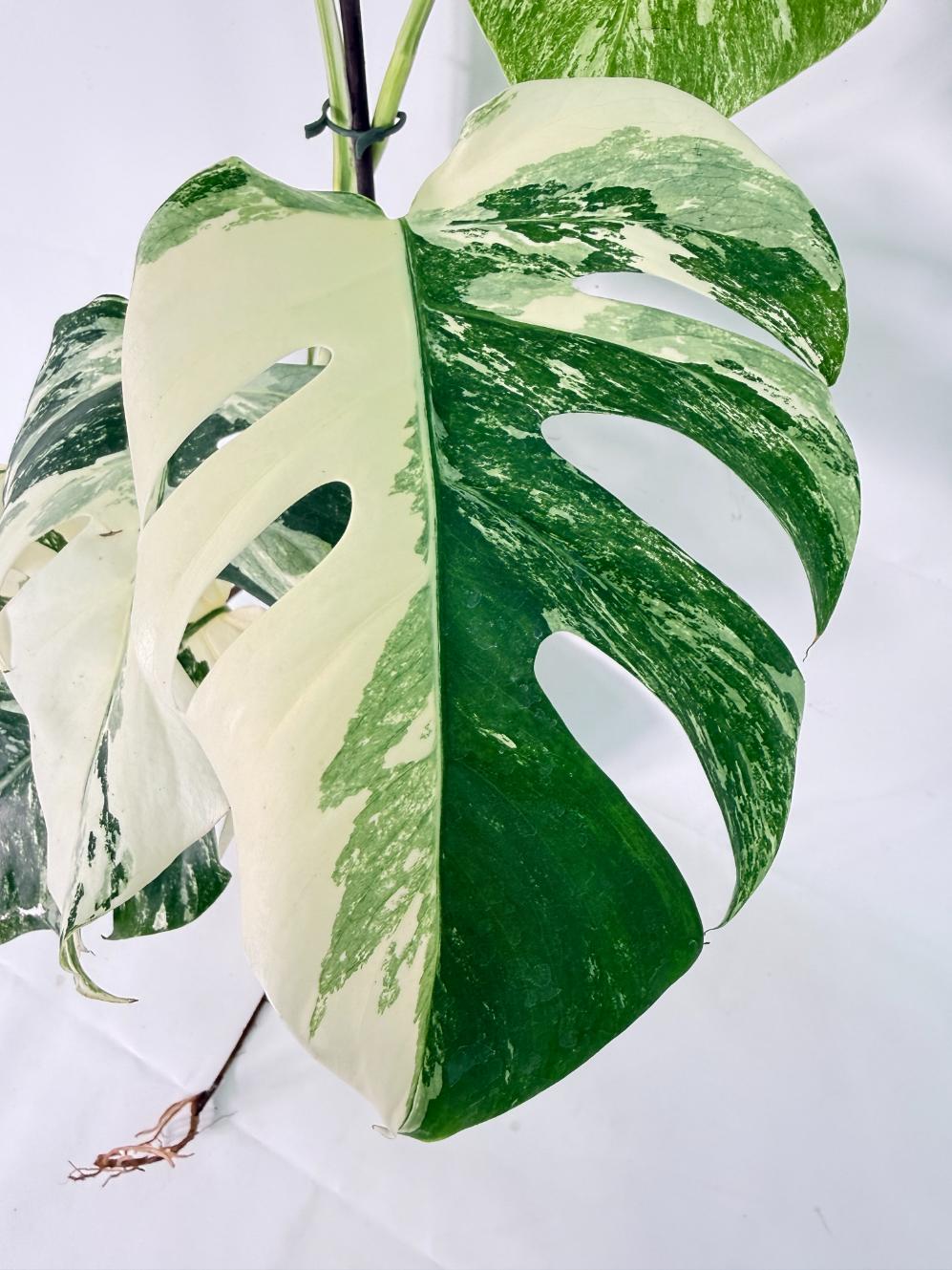 Monstera Albo Variegata XL 07