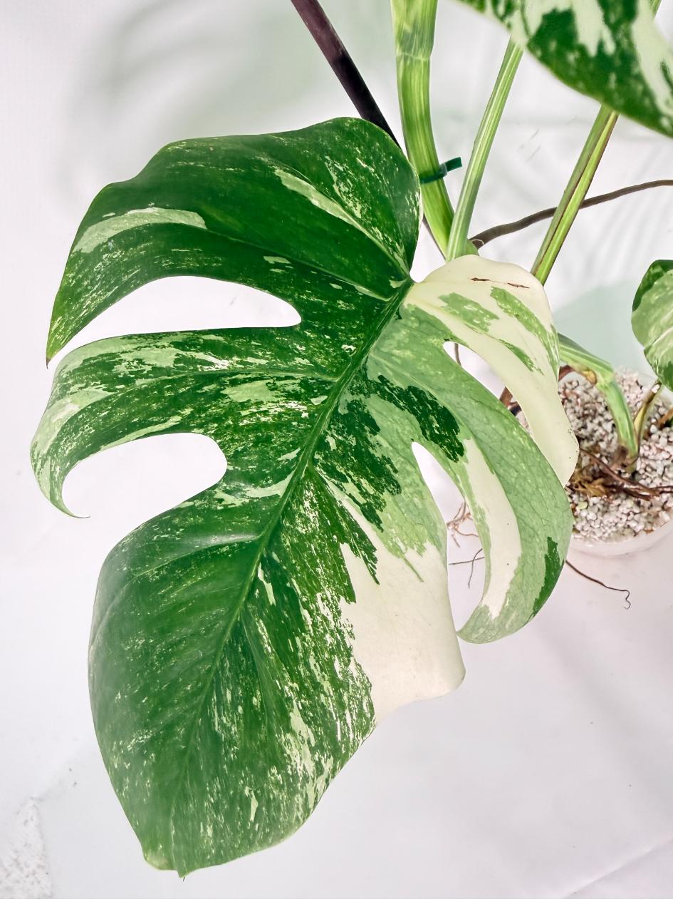 Monstera Albo Variegata XL 08