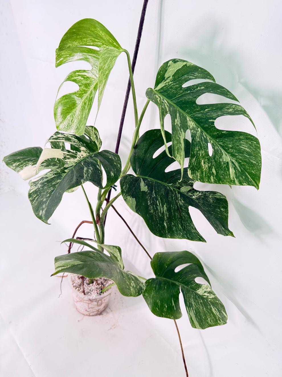 Monstera Albo Variegata XL 09