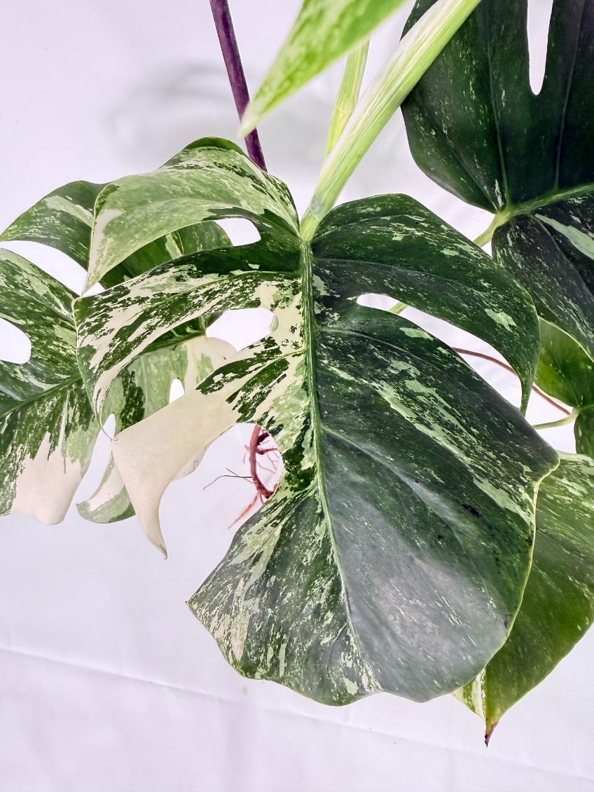 Monstera Albo Variegata XL 10