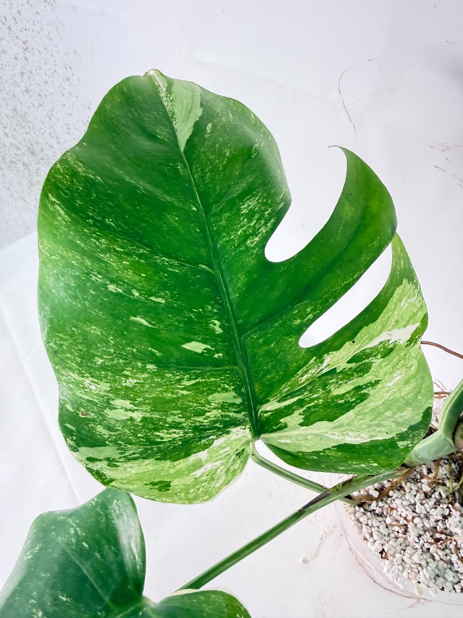 Monstera Albo Variegata XL 11