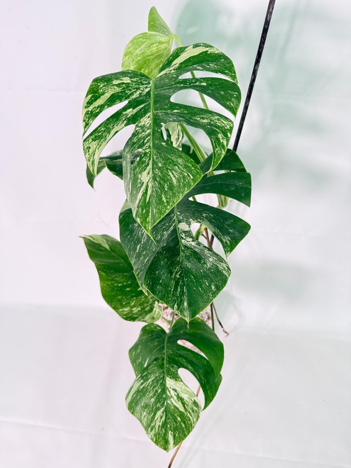 Monstera Albo Variegata XL 12