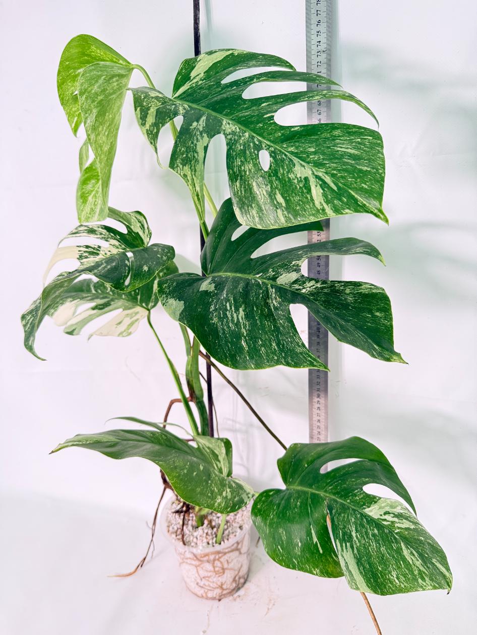 Monstera Albo Variegata XL 14