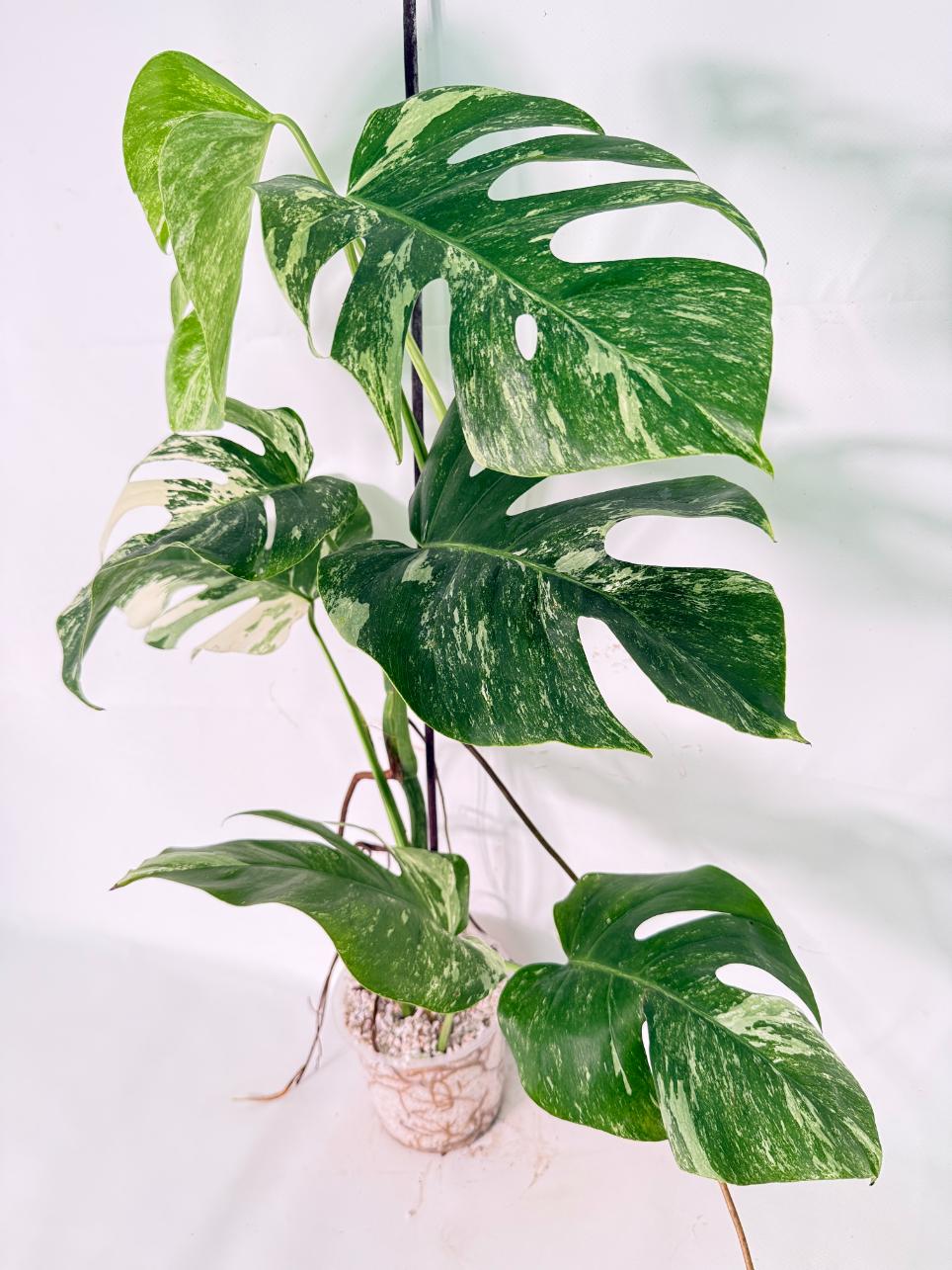 Monstera Albo Variegata XL 01