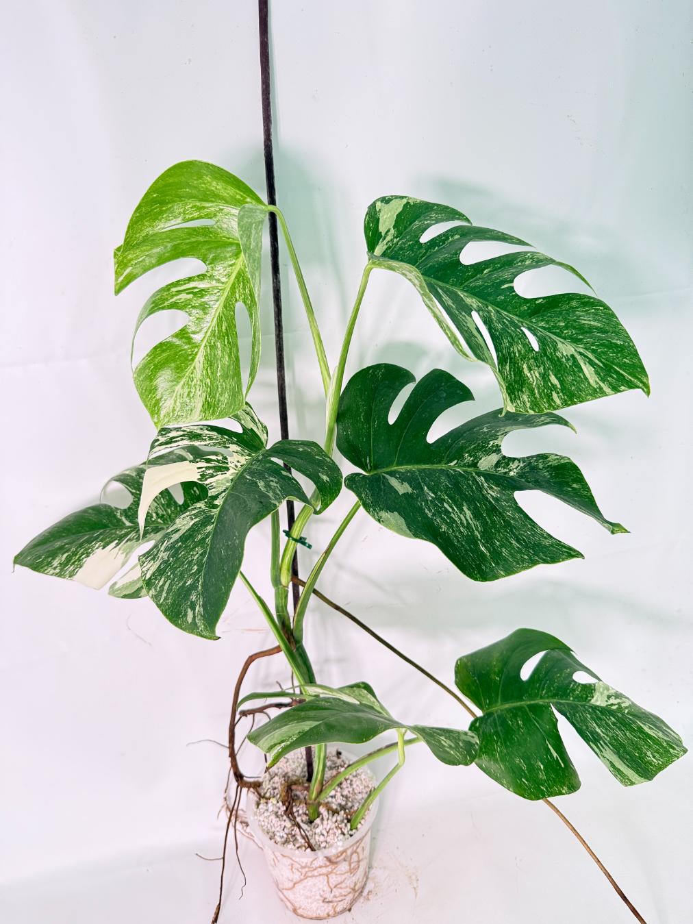 Monstera Albo Variegata XL 02