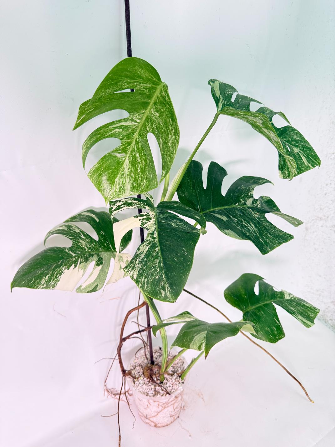 Monstera Albo Variegata XL 03