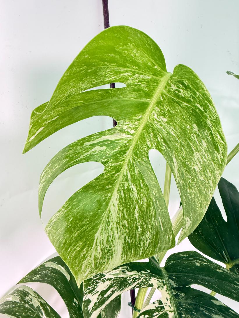 Monstera Albo Variegata XL 04
