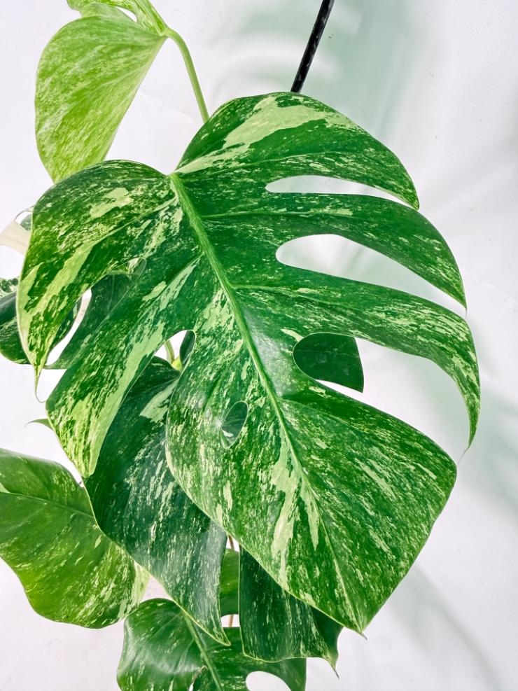 Monstera Albo Variegata XL 05