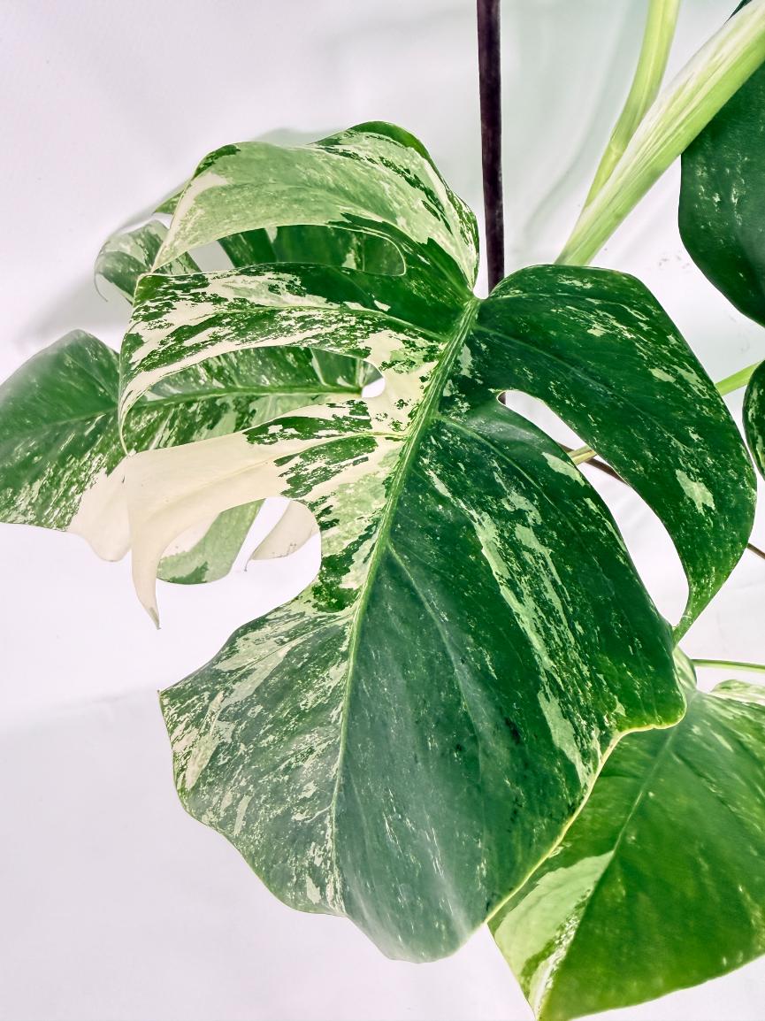 Monstera Albo Variegata XL 06