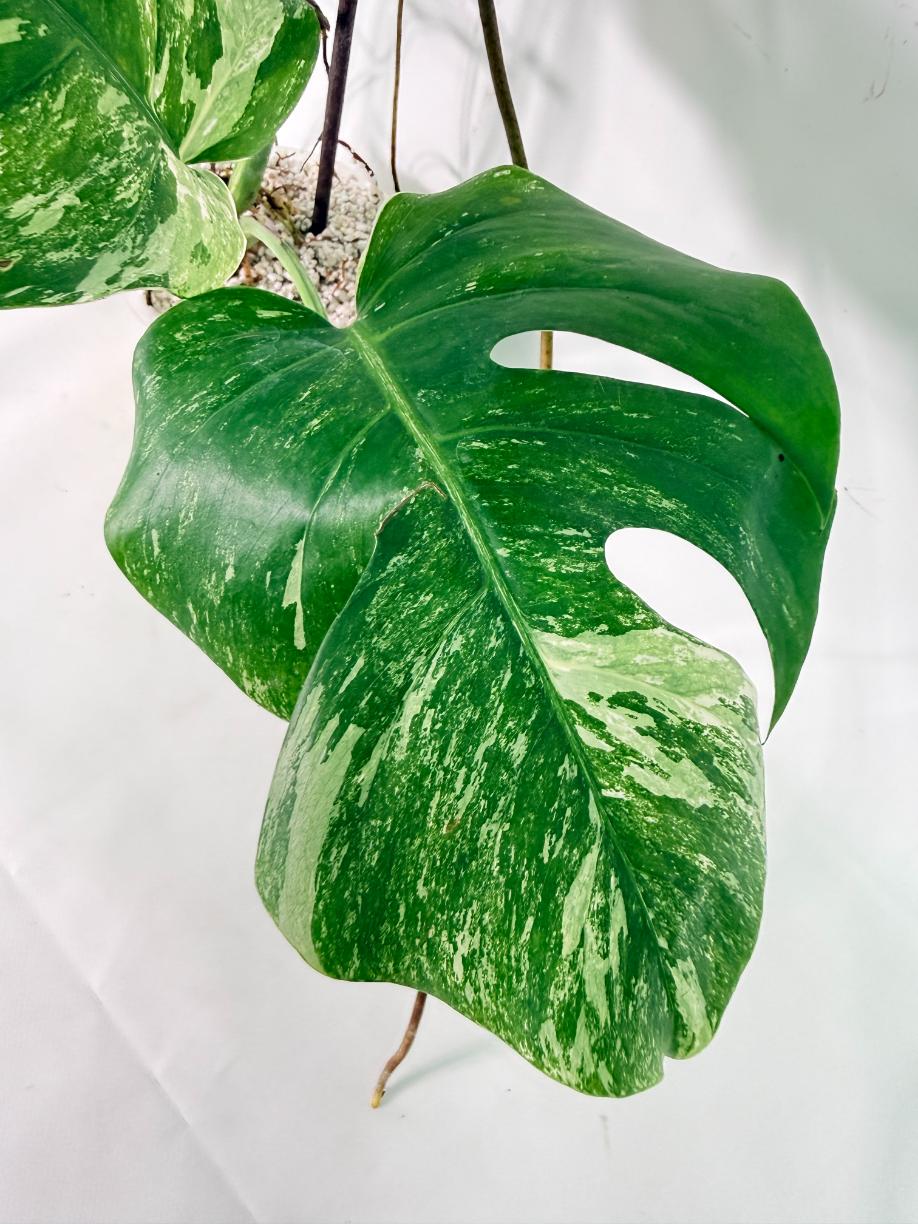 Monstera Albo Variegata XL 07