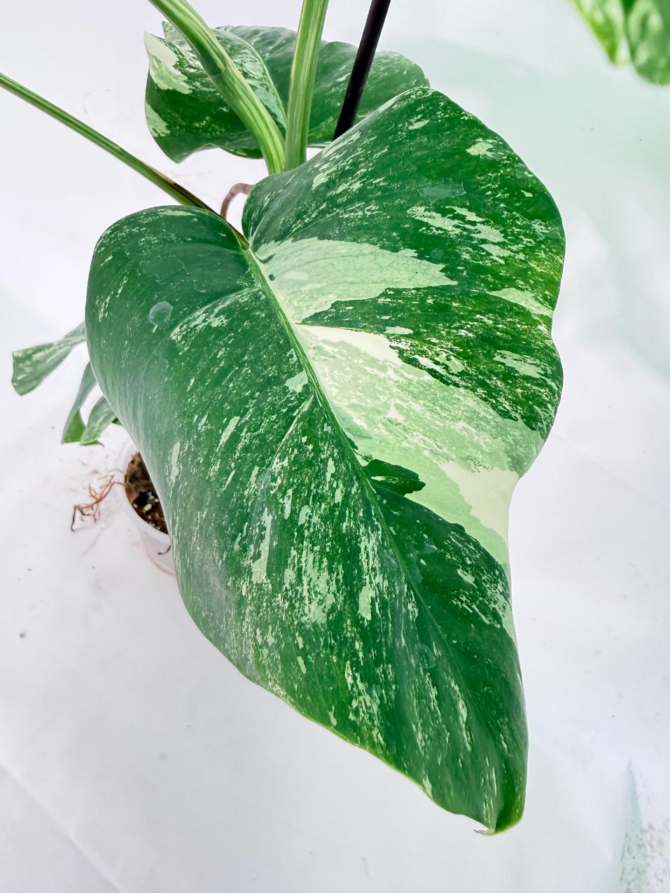 Monstera Albo Variegata XL 09
