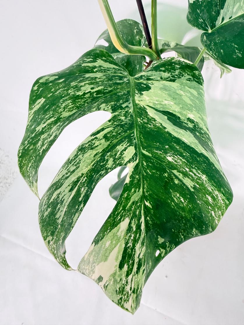 Monstera Albo Variegata XL 10