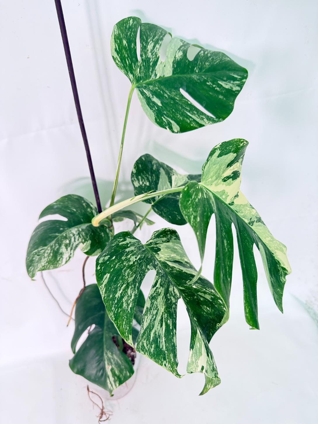 Monstera Albo Variegata XL 11