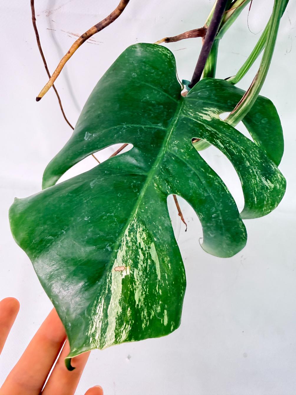 Monstera Albo Variegata XL 12