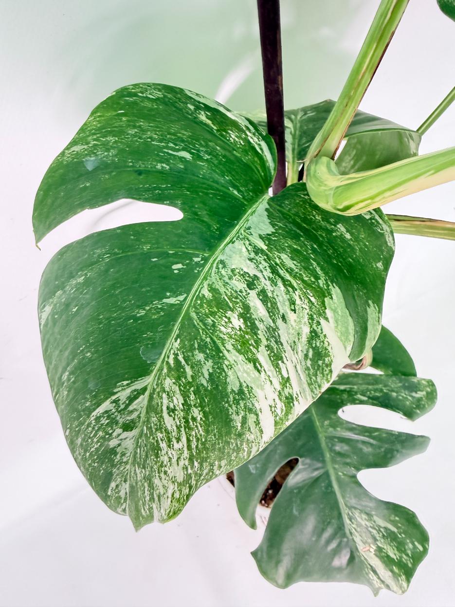 Monstera Albo Variegata XL 13