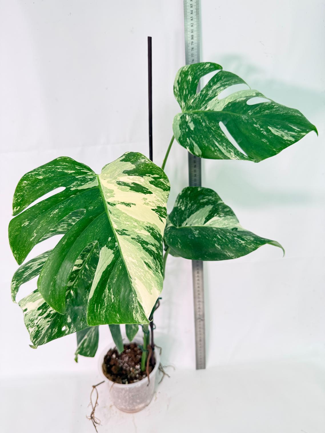 Monstera Albo Variegata XL 14