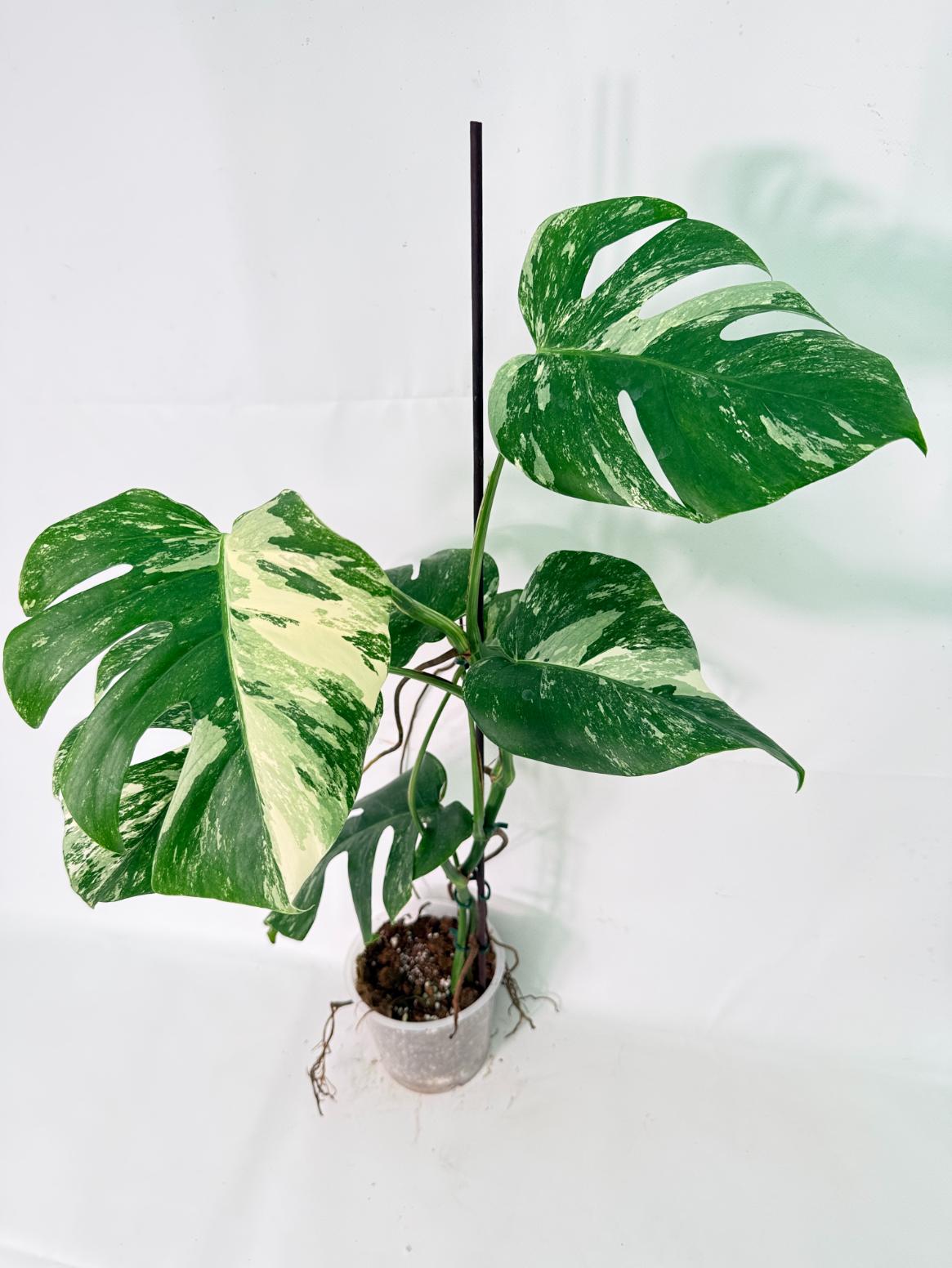 Monstera Albo Variegata XL 01