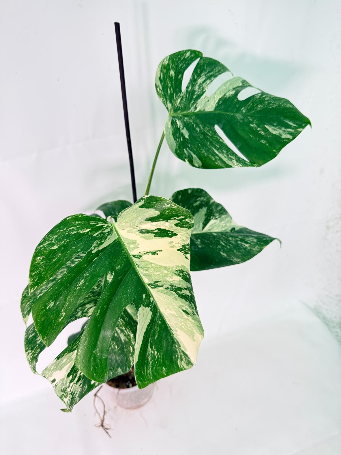 Monstera Albo Variegata XL 03