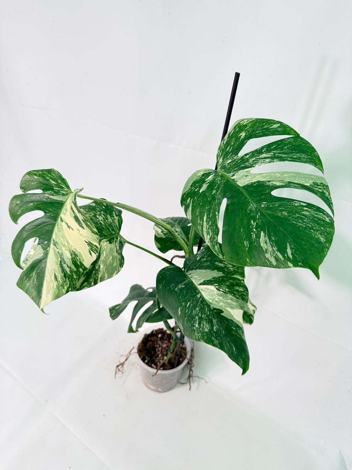 Monstera Albo Variegata XL 04