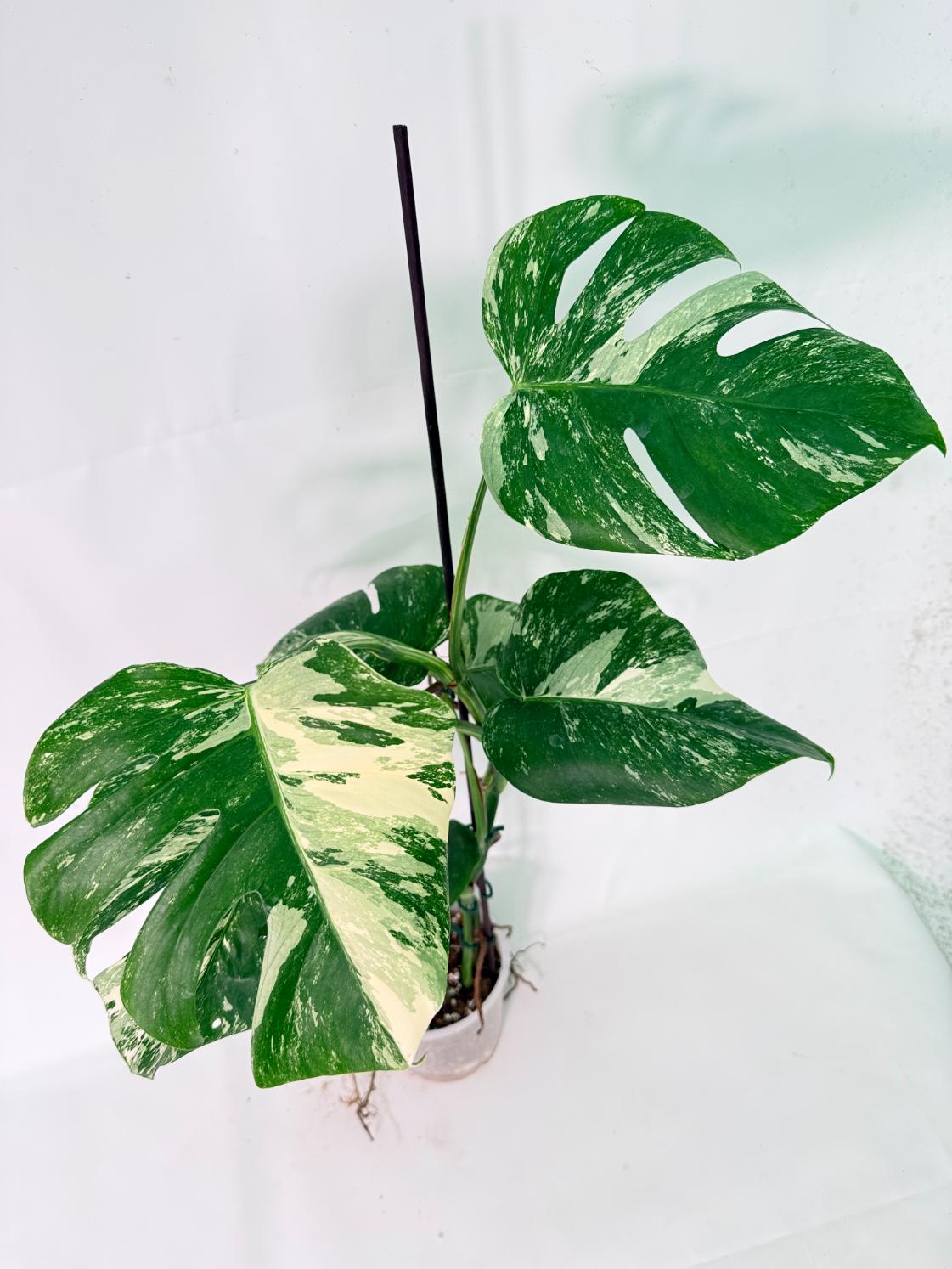 Monstera Albo Variegata XL 06