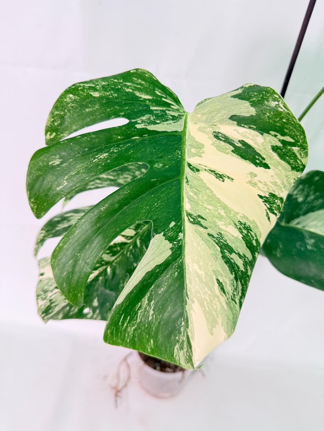 Monstera Albo Variegata XL 07