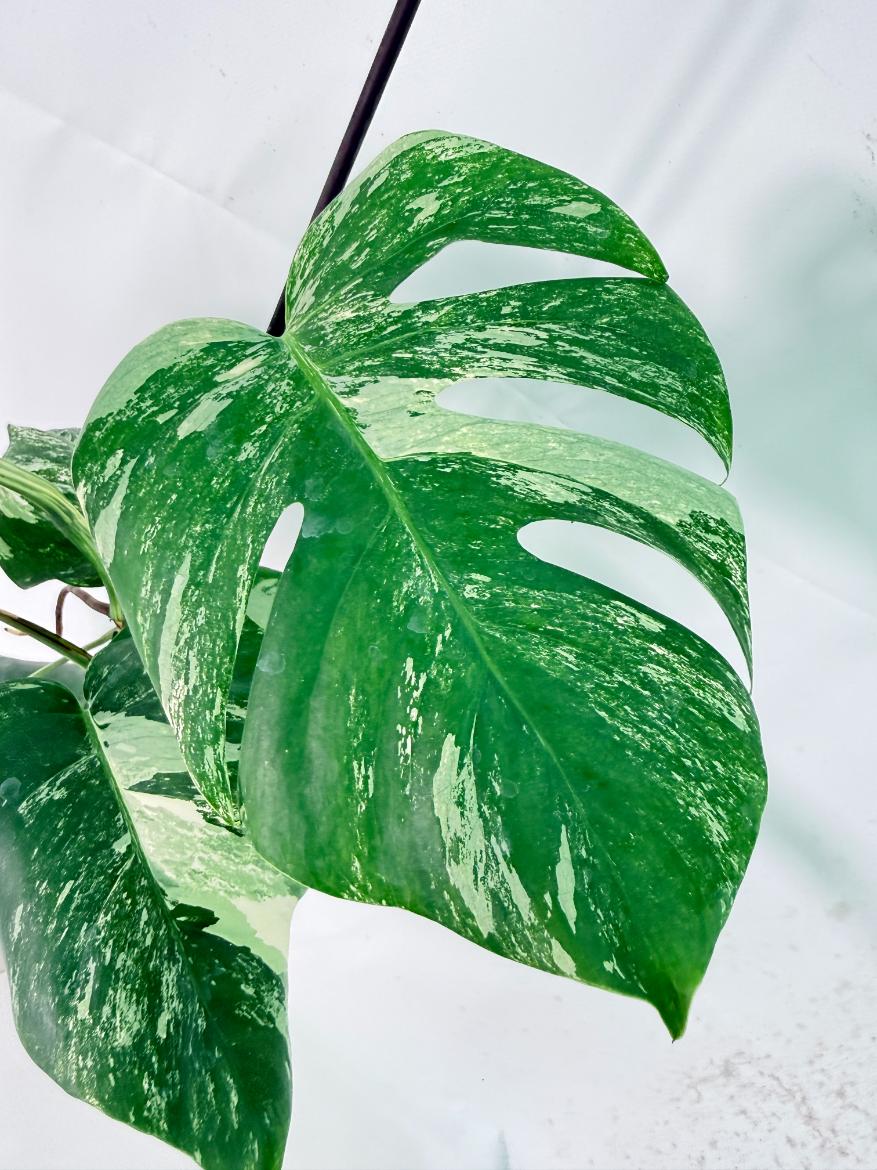 Monstera Albo Variegata XL 08