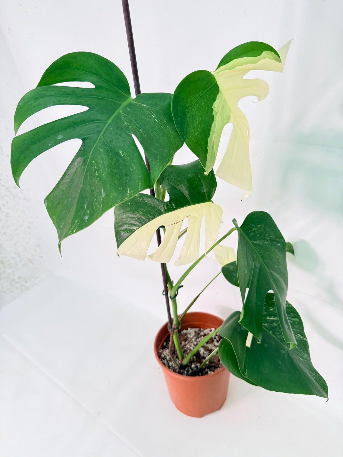 Monstera Albo Variegata XL 08