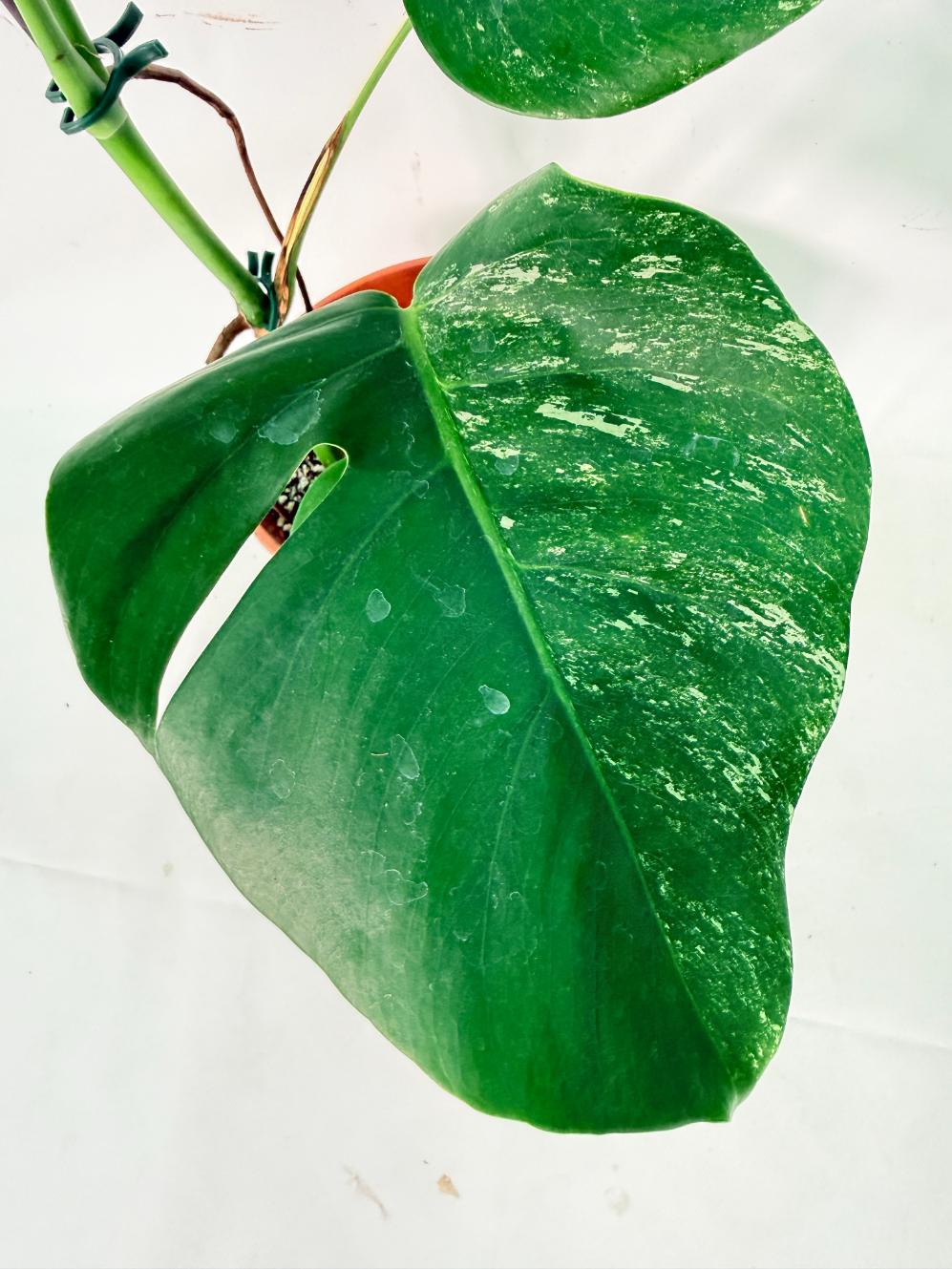 Monstera Albo Variegata XL 09