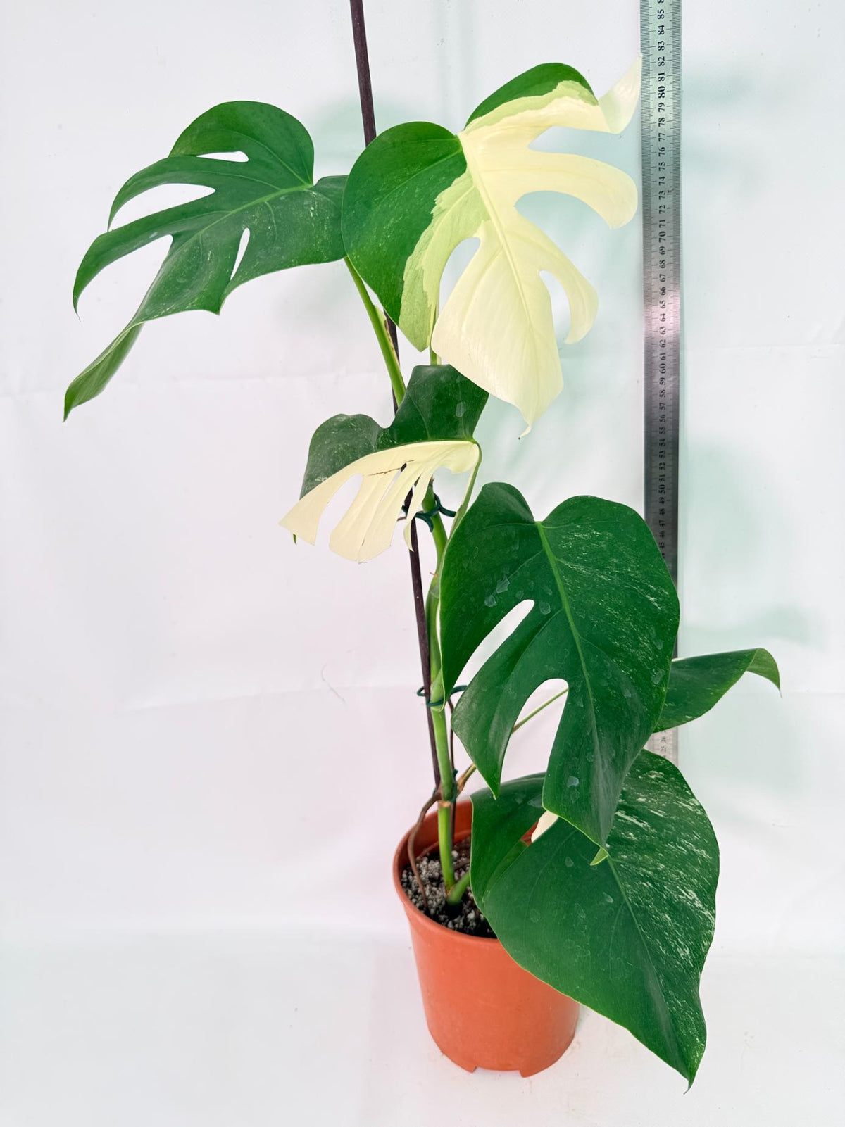 Monstera Albo Variegata XL 10