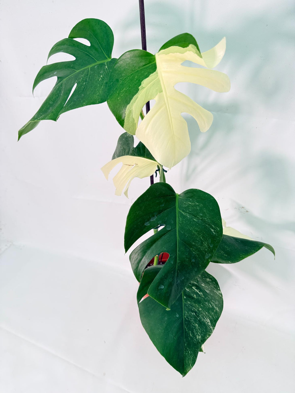 Monstera Albo Variegata XL 02
