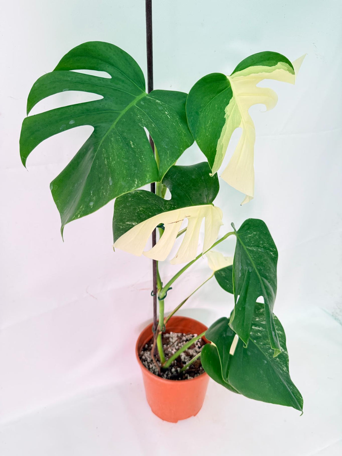 Monstera Albo Variegata XL 01