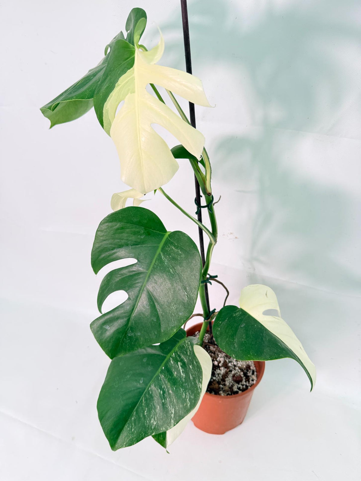 Monstera Albo Variegata XL 03