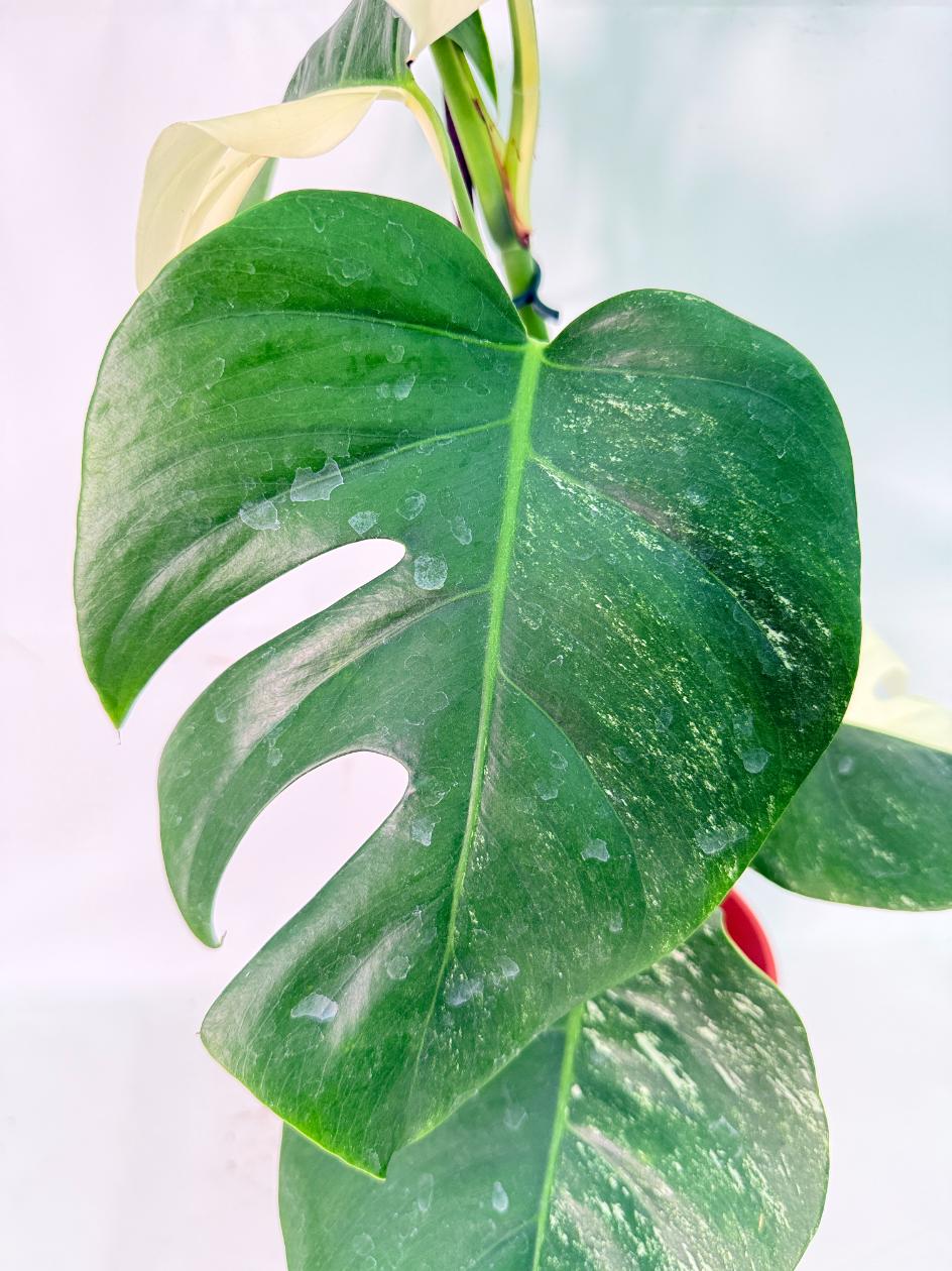 Monstera Albo Variegata XL 04