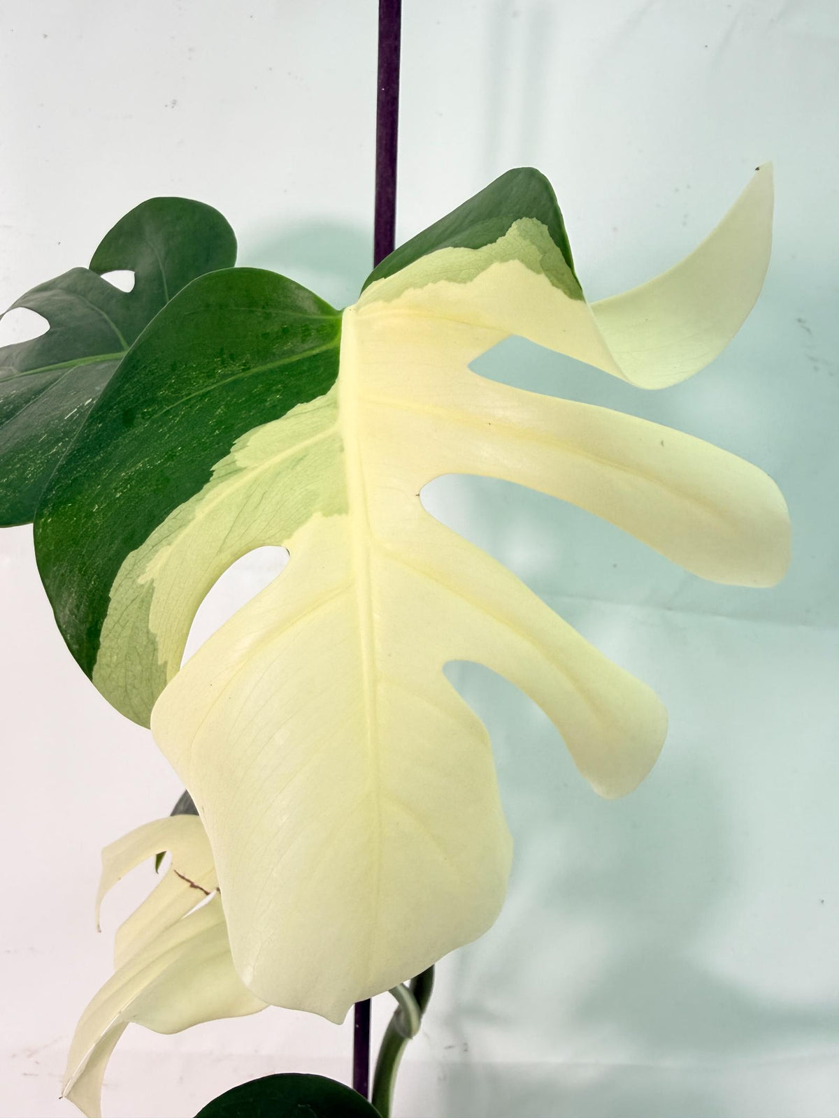 Monstera Albo Variegata XL 05