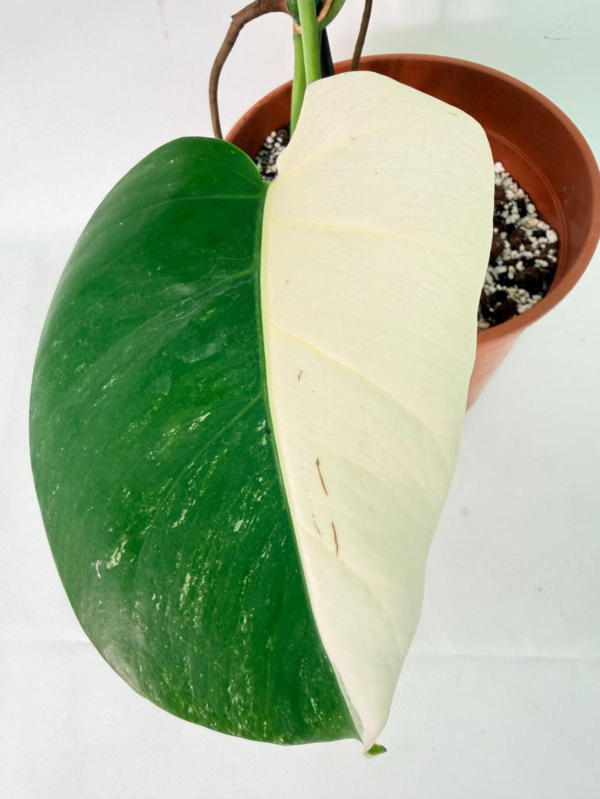 Monstera Albo Variegata XL 06
