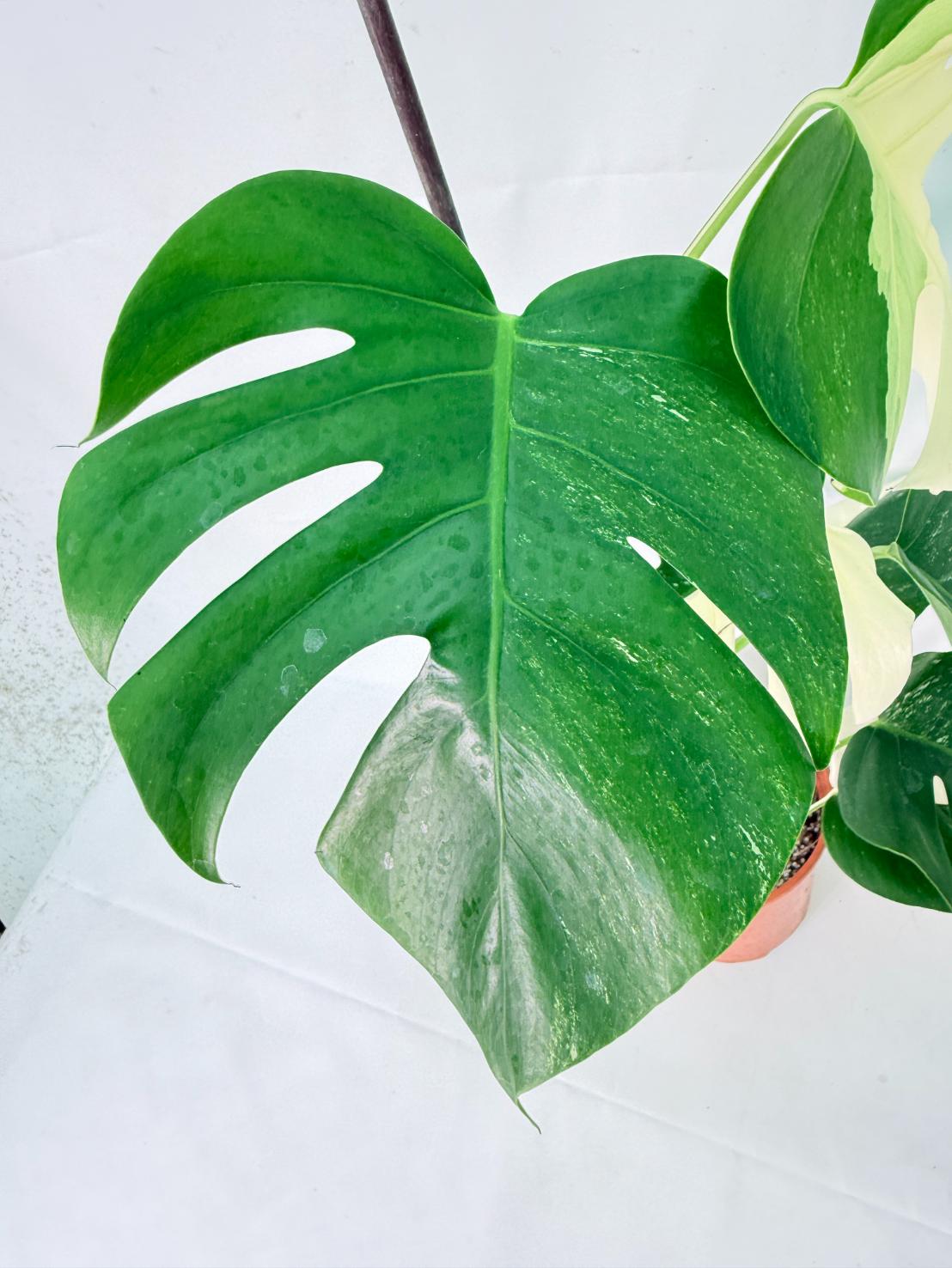 Monstera Albo Variegata XL 07