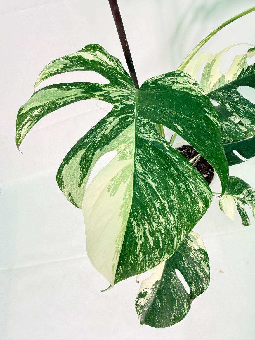 Monstera Albo Variegata XL 09