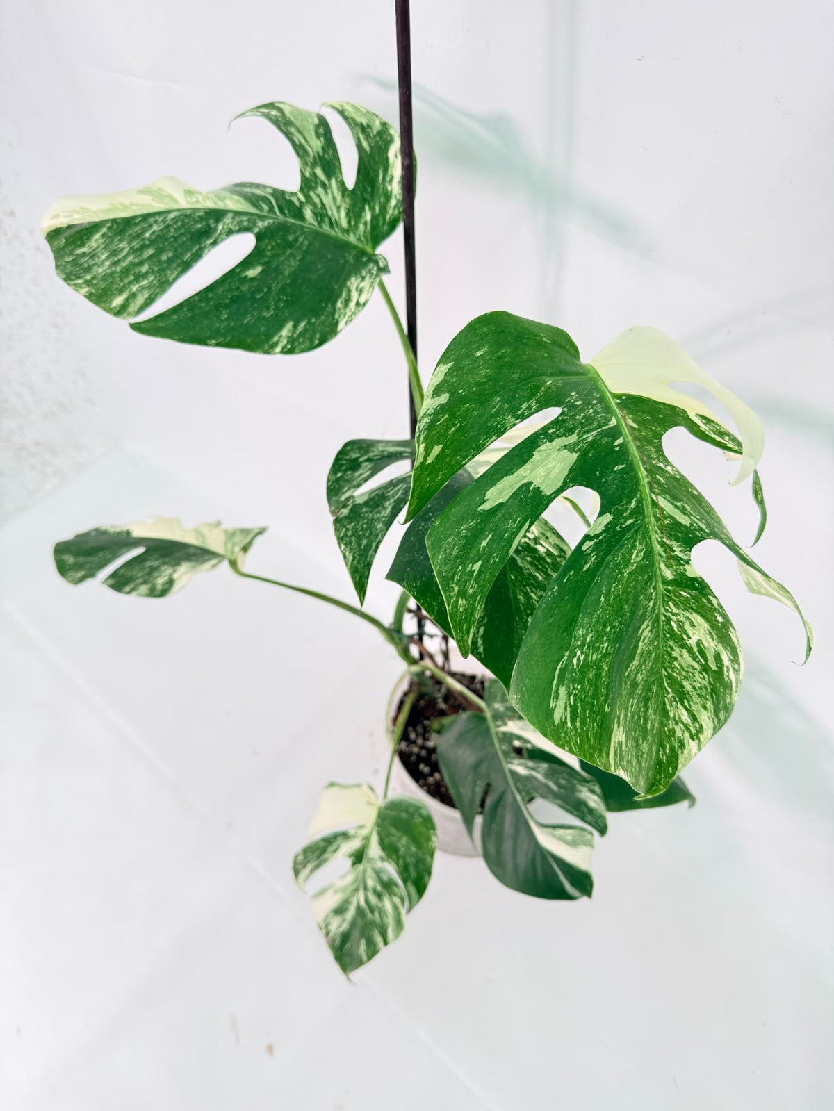 Monstera Albo Variegata XL 10