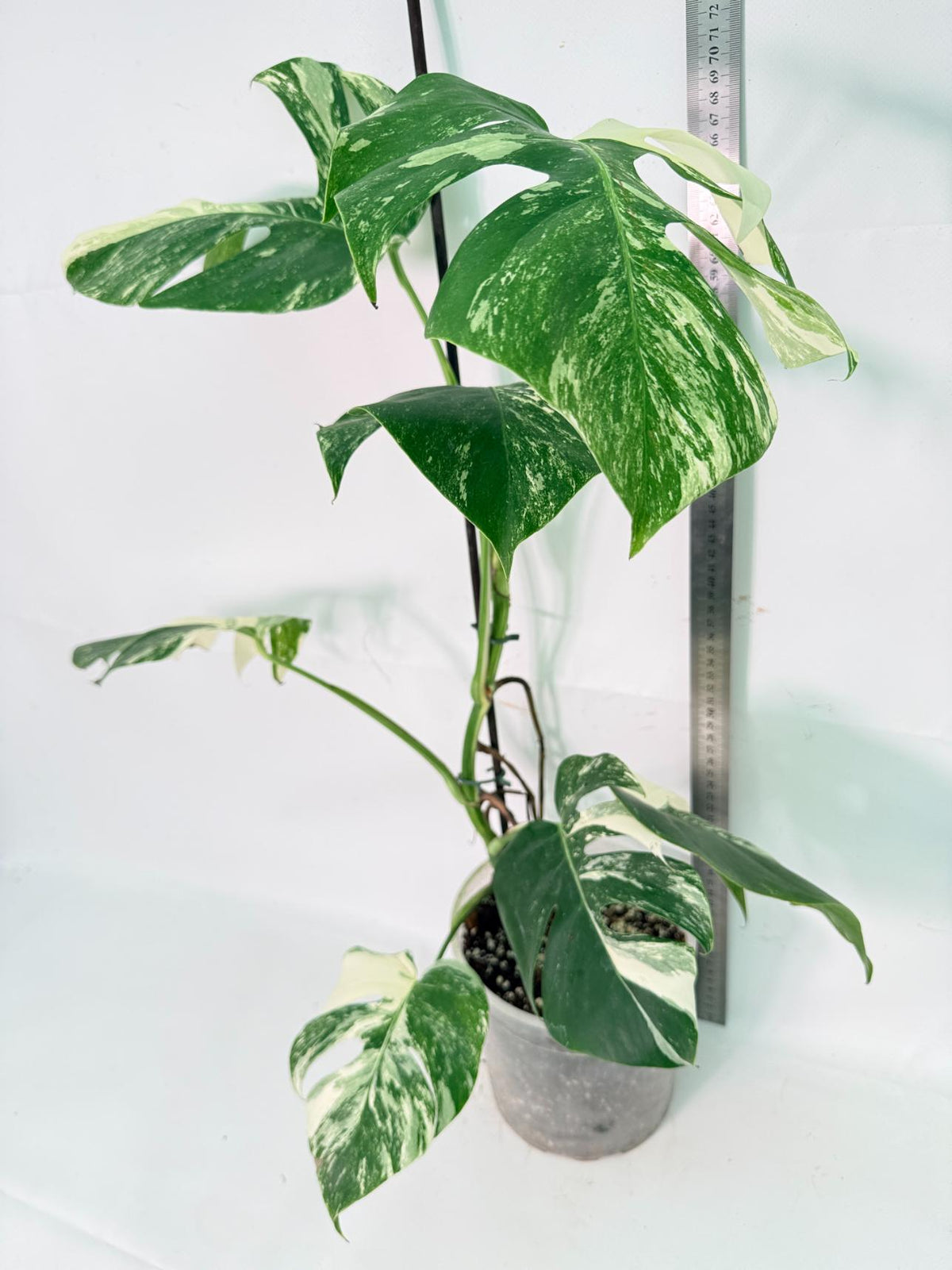 Monstera Albo Variegata XL 02